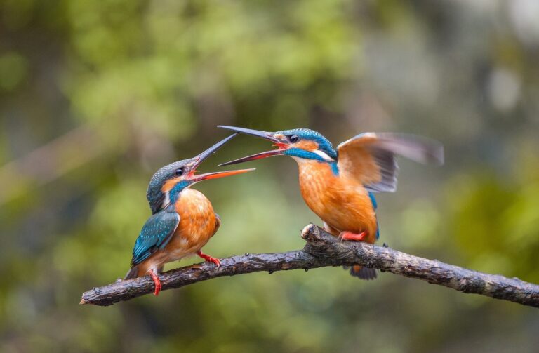 Best Bird Watching Tours in the United States: An Ethical Guide