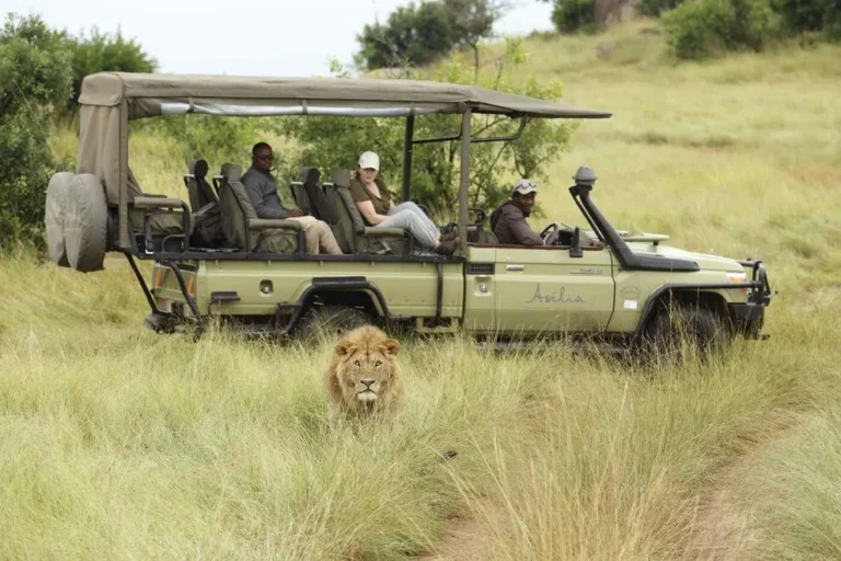Top Ethical Safari Plans: A Guide to Responsible Conservation Travel