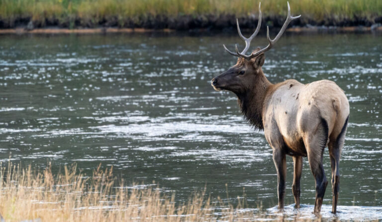Top Wildlife Viewing in America: An Ethical Field Guide