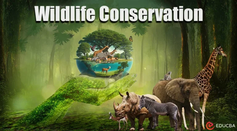 Wildlife Conservation Planning Tips: A Professional Guide