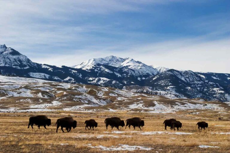 Best Sustainable Bison Safaris in the United States: A Guide