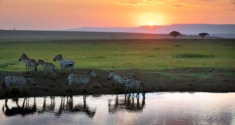 Ethical Wildlife Tour Plans: A Definitive Strategic Guide
