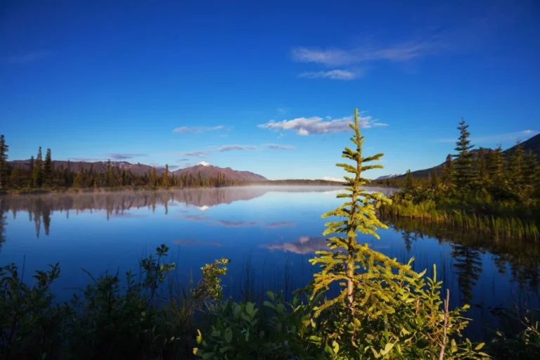 Hidden Wildlife Getaways USA: A Guide to Responsible Ecological Observation