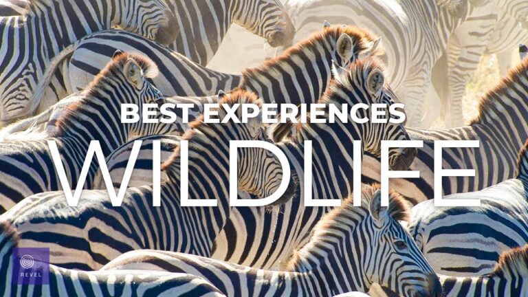 Best Responsible Wildlife Tour Options: A Professional’s Guide
